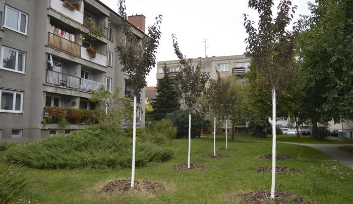 Hodonín na podzim vysadí 366 stromů. Dvě třetiny porostou v tornádem poničené Bažantnici