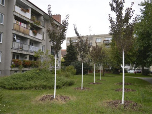 Hodonín na podzim vysadí 366 stromů. Dvě třetiny porostou v tornádem poničené Bažantnici