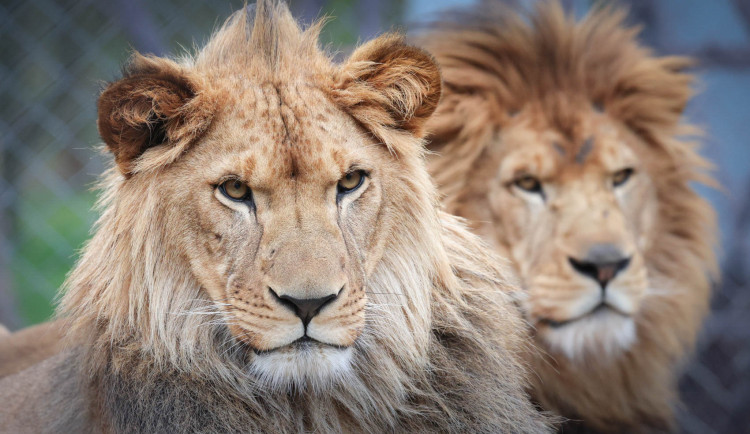 Safari Park Dvůr Králové ukončilo sezónu Afrického safari. Má za sebou rekordní sezonu