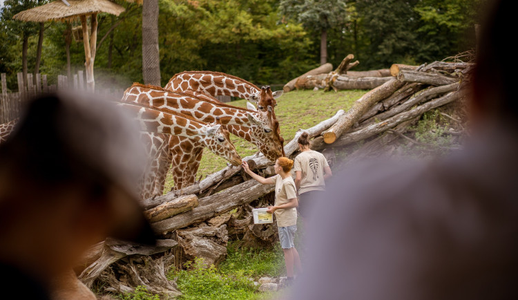 EKOFILM chystá na sobotu v Zoo Brno rodinný den. V neděli přehlídku vítězných filmů