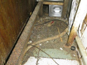 Plíseň, myší trus a mrtví hlodavci v kuchyni. Inspektoři zavřeli restauraci v centru Brna