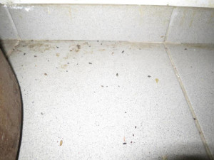 Plíseň, myší trus a mrtví hlodavci v kuchyni. Inspektoři zavřeli restauraci v centru Brna