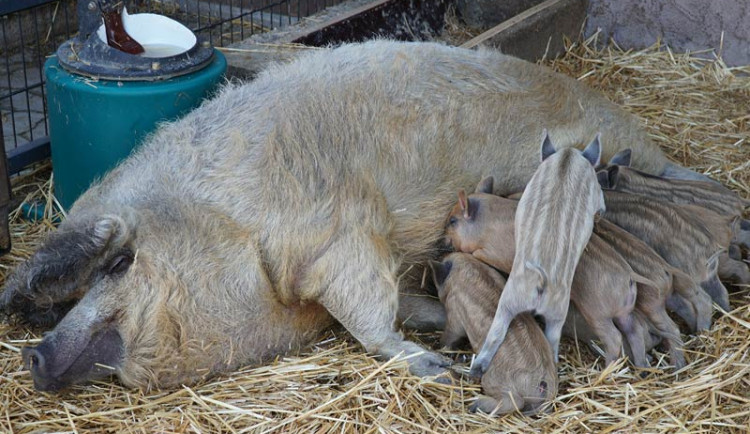 Návštěvníci vyškovského zooparku uvidí několik mláďat. Čekají na ně například selátka