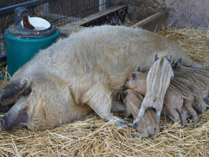 Návštěvníci vyškovského zooparku uvidí několik mláďat. Čekají na ně například selátka