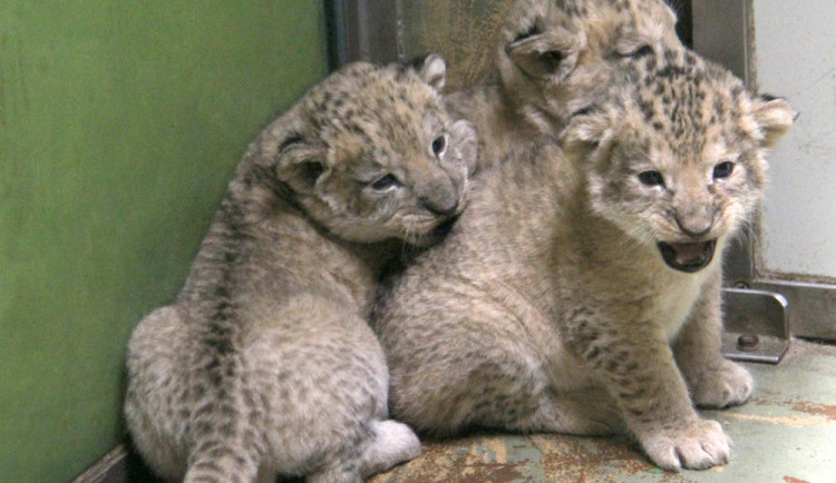 V hodonínské zoo jsou tři nová lvíčata. Daří se jim dobře