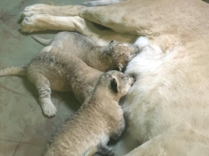 V hodonínské zoo jsou tři nová lvíčata. Daří se jim dobře