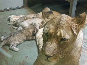 V hodonínské zoo jsou tři nová lvíčata. Daří se jim dobře