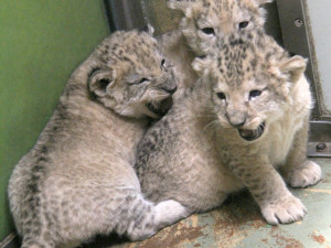 V hodonínské zoo jsou tři nová lvíčata. Daří se jim dobře