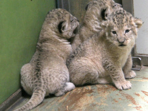 V hodonínské zoo jsou tři nová lvíčata. Daří se jim dobře