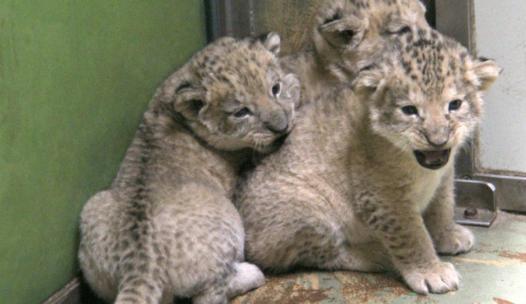 V hodonínské zoo jsou tři nová lvíčata. Daří se jim dobře
