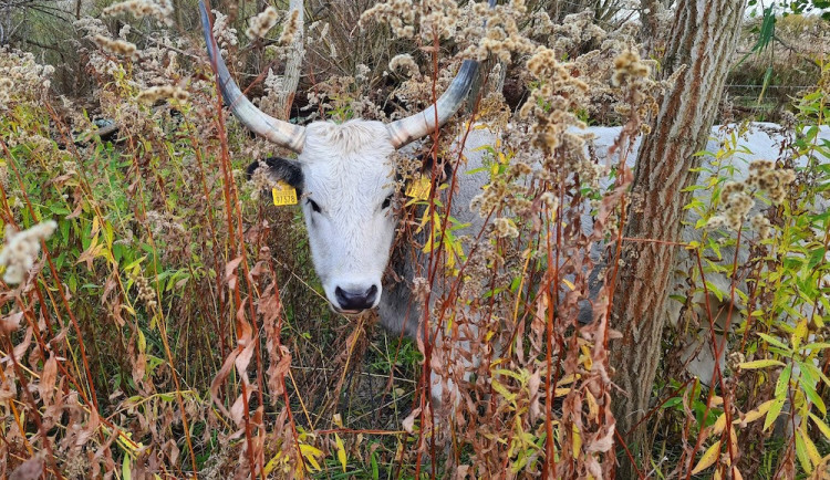 Ornitologové na jihu Moravy chtějí rozšířit pastvu skotu i na další místa