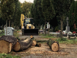 Ústřední hřbitov je ode dneška celý znovu přístupný veřejnosti. Odborníci odstranili všechny nebezpečné stromy