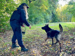 Policejní pes Kevin vypátral zloděje, kteří si z cizích zahrad na Znojemsku chtěli odnést konopí