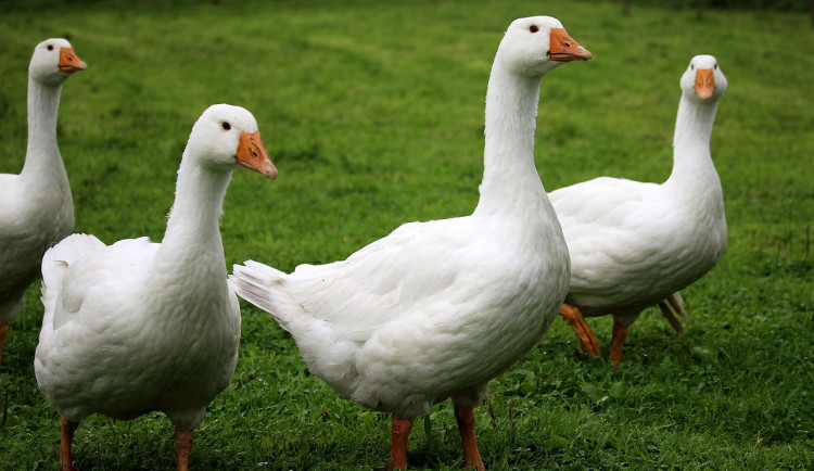 Ve velkochovu drůbeže na Hodonínsku se objevila ptačí chřipka. Veterináři utratí sedm tisíc ptáků