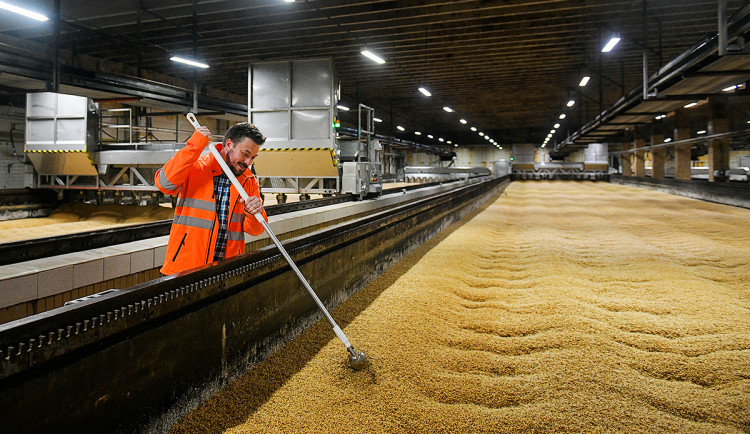 Do největšího pivovaru dorazily první várky sladovnického ječmene. Farmáři tam dodají celkem 150 000 tun