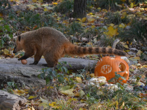 Kam o víkendu na jižní Moravě? Slavit Halloween se zvířátky v zoo nebo v tajemném podzemí