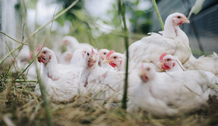 Veterináři potvrdili nové ohnisko ptačí chřipky. V zasaženém chovu v Břeclavi je asi devadesát ptáků