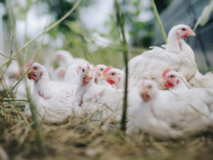 Veterináři potvrdili nové ohnisko ptačí chřipky. V zasaženém chovu v Břeclavi je asi devadesát ptáků