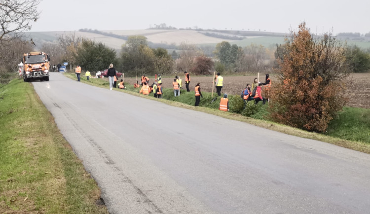 Jihomoravští silničáři se pustili do výsadby stromů podél cest. Do konce roku jich chtějí zasadit téměř dvanáct set