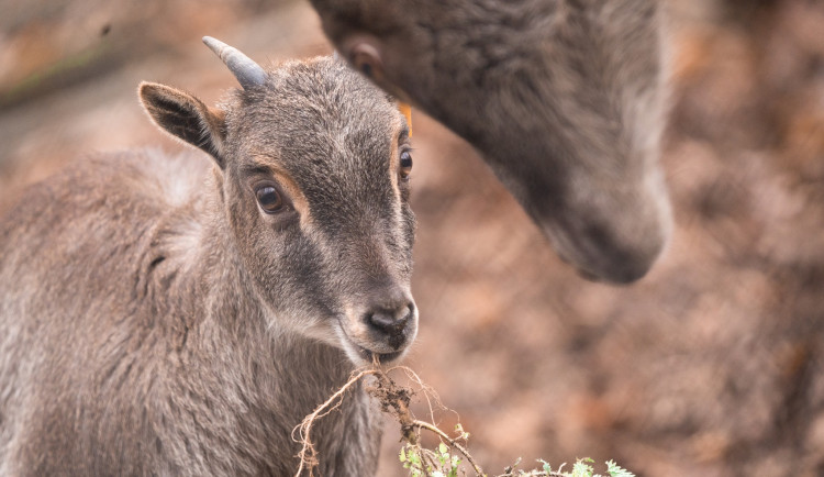 Lidé v Brněnské zoo oslavili Halloween. Pobavily je strašidelné kostýmy, poučila stezka ohrožených druhů