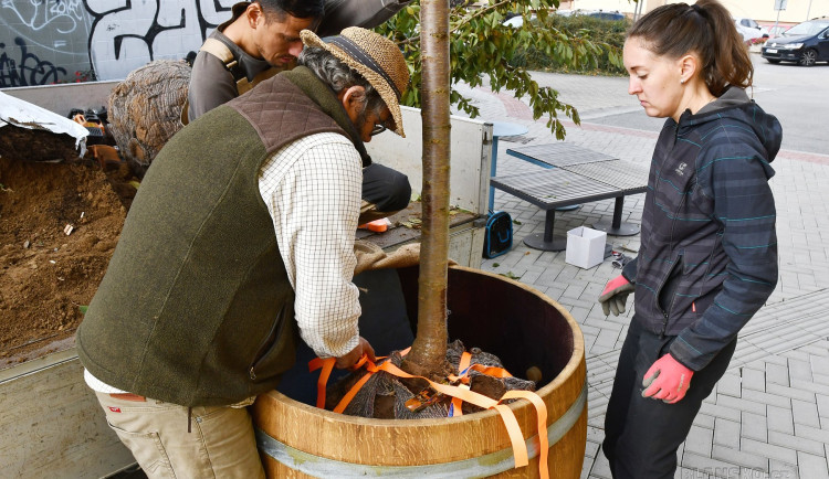 Blansko nemohlo v centru města vysadit stromy. Nedostatek zeleně vyřešilo šalamounsky