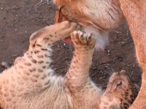 VIDEO: V hodonínské zoo se prohánějí tři nová lvíčata. Návštěvníci už je mohou vidět