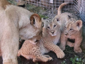 VIDEO: V hodonínské zoo se prohánějí tři nová lvíčata. Návštěvníci už je mohou vidět
