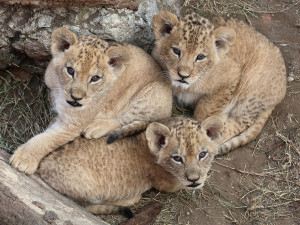 VIDEO: V hodonínské zoo se prohánějí tři nová lvíčata. Návštěvníci už je mohou vidět