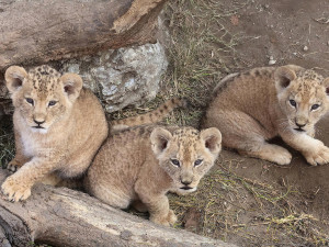 VIDEO: V hodonínské zoo se prohánějí tři nová lvíčata. Návštěvníci už je mohou vidět
