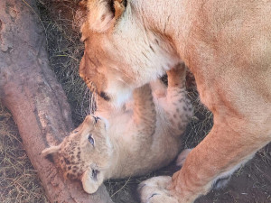 VIDEO: V hodonínské zoo se prohánějí tři nová lvíčata. Návštěvníci už je mohou vidět