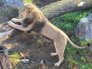 VIDEO: V hodonínské zoo se prohánějí tři nová lvíčata. Návštěvníci už je mohou vidět