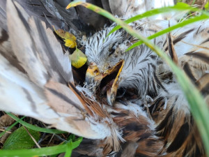 Někdo na Hodonínsku zastřelil ohroženého ptáka. Osmiletá samice luňáka červeného patřila k nejstarším v Česku