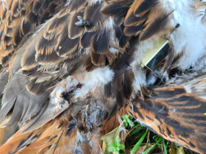 Někdo na Hodonínsku zastřelil ohroženého ptáka. Osmiletá samice luňáka červeného patřila k nejstarším v Česku