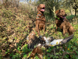 Někdo na Hodonínsku zastřelil ohroženého ptáka. Osmiletá samice luňáka červeného patřila k nejstarším v Česku