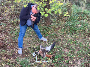 Někdo na Hodonínsku zastřelil ohroženého ptáka. Osmiletá samice luňáka červeného patřila k nejstarším v Česku