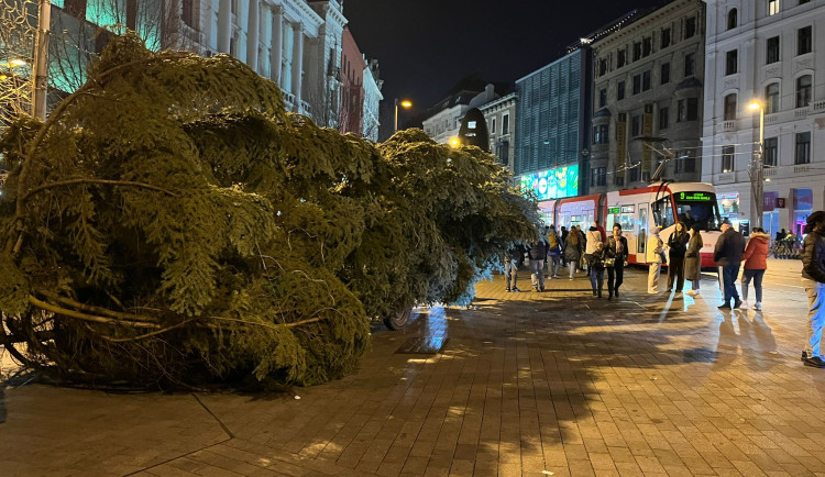 VIDEO: Do Brna dorazil vánoční strom. Stopadesátiletou jedli přivezli na koňském povoze