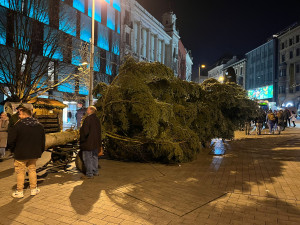 VIDEO: Do Brna dorazil vánoční strom. Stopadesátiletou jedli přivezli na koňském povoze