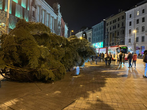 VIDEO: Do Brna dorazil vánoční strom. Stopadesátiletou jedli přivezli na koňském povoze