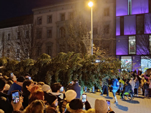VIDEO: Do Brna dorazil vánoční strom. Stopadesátiletou jedli přivezli na koňském povoze