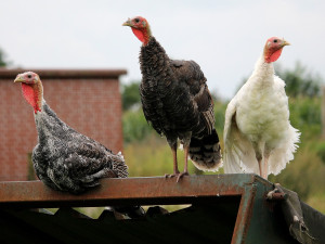 V chovu na Brněnsku veterináři potvrdili ptačí chřipku. Dvanáct tisíc krůt zlikvidují hasiči, pomohou vězni