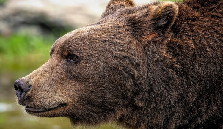 Ve Slezských Beskydech se potuluje medvěd. Není to žádný grizly ani kodiak, vzkazuje starosta Hrčavy