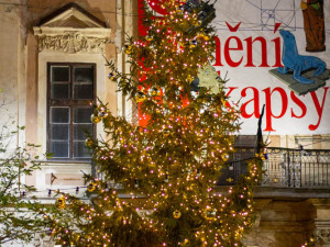 Strom na Moravském náměstí.