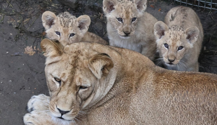 Další úspěch v životě tří lvíčat z hodonínské zoo. Chovatelé je spojili se samcem