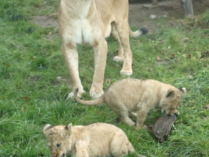 Další úspěch v životě tří lvíčat z hodonínské zoo. Chovatelé je spojili se samcem