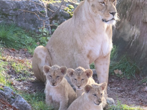 Další úspěch v životě tří lvíčat z hodonínské zoo. Chovatelé je spojili se samcem