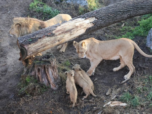 Další úspěch v životě tří lvíčat z hodonínské zoo. Chovatelé je spojili se samcem
