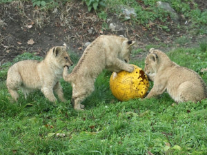Další úspěch v životě tří lvíčat z hodonínské zoo. Chovatelé je spojili se samcem