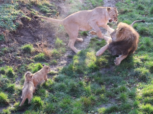 Další úspěch v životě tří lvíčat z hodonínské zoo. Chovatelé je spojili se samcem