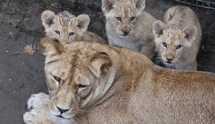 Další úspěch v životě tří lvíčat z hodonínské zoo. Chovatelé je spojili se samcem