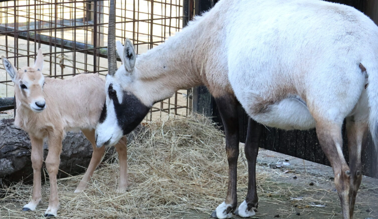 Hodonínská zoo má nový přírůstek. Je jím mládě kriticky ohroženého druhu antilopy